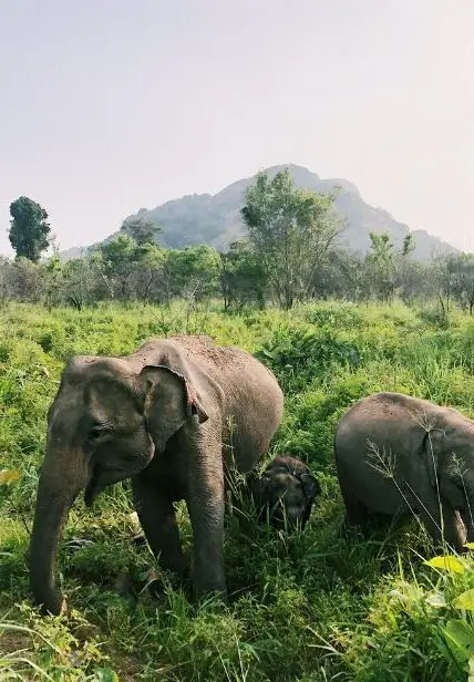 Maldiverne, Sri Lanka, Bali & Australien